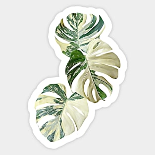 MONSTERA THAI CONSTELLATION MUTATION Sticker